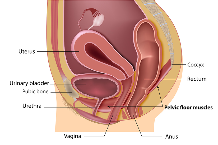 Incontinenta Urinara Preia Controlul Asupra Vezicii Regina Maria